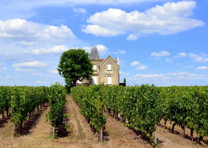 Balade dans les vignes lors d'un séminaire à Bordeaux