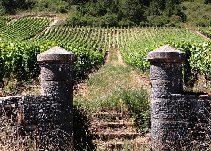 Visite de vignoble lors de votre voyage en comité d'entreprise en Bourgogne