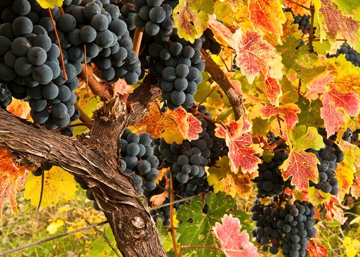 visite de vignoble lors d'une Incentive en Géorgie et découverte des vins et de la gastronomie locale