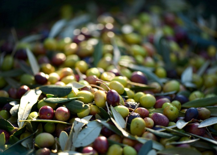 Découvrez la dégustation d'huile d'olive et les produits locaux lors de votre séminaire en Provence