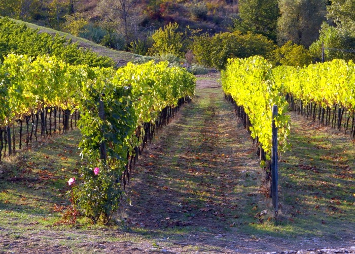 Découvrez les vignobles d'Italie lors de votre séminaire en Toscane