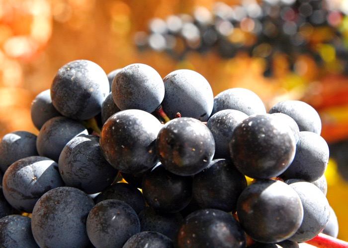 Découvrez les vignobles de la région de la Rioja lors d'un séminaire en Espagne